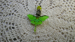 pendant-inner healing light-vibrant lime