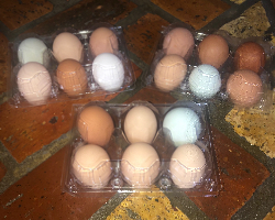 (1) dozen fresh eggs