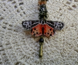 pendant-inner healing light-monarch