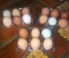 (1) dozen fresh eggs