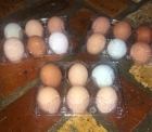 (1) dozen fresh eggs